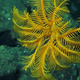A crinoid, a kind of marine animal